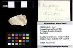 Foto (Objekt + Etiketten) von Mesogalathea striata (Remeš, 1895) 